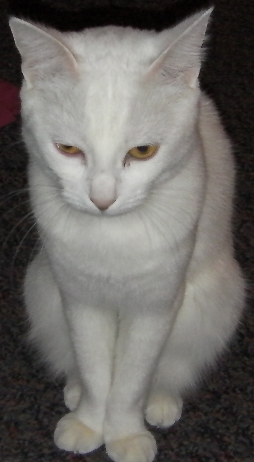 Photo : Vends Chats
